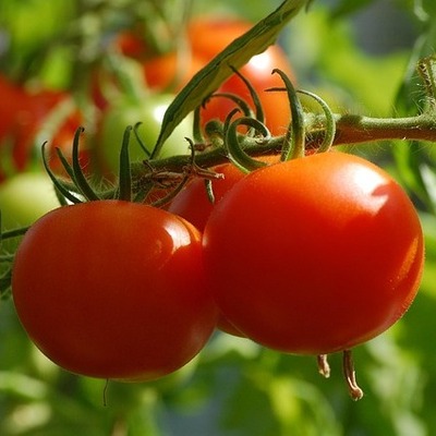 tomato